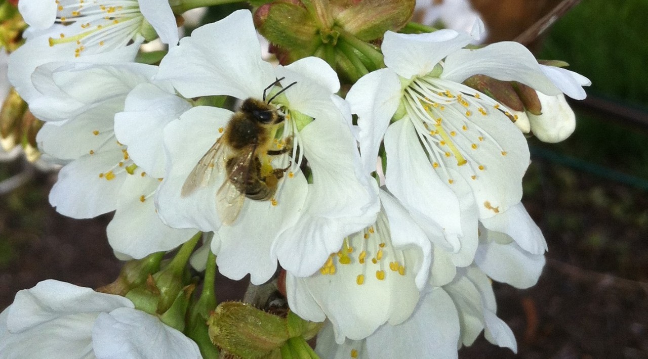 Honig- und Wildbienen sind wichtige Bestäuber vieler landwirtschaftlicher Kulturen.