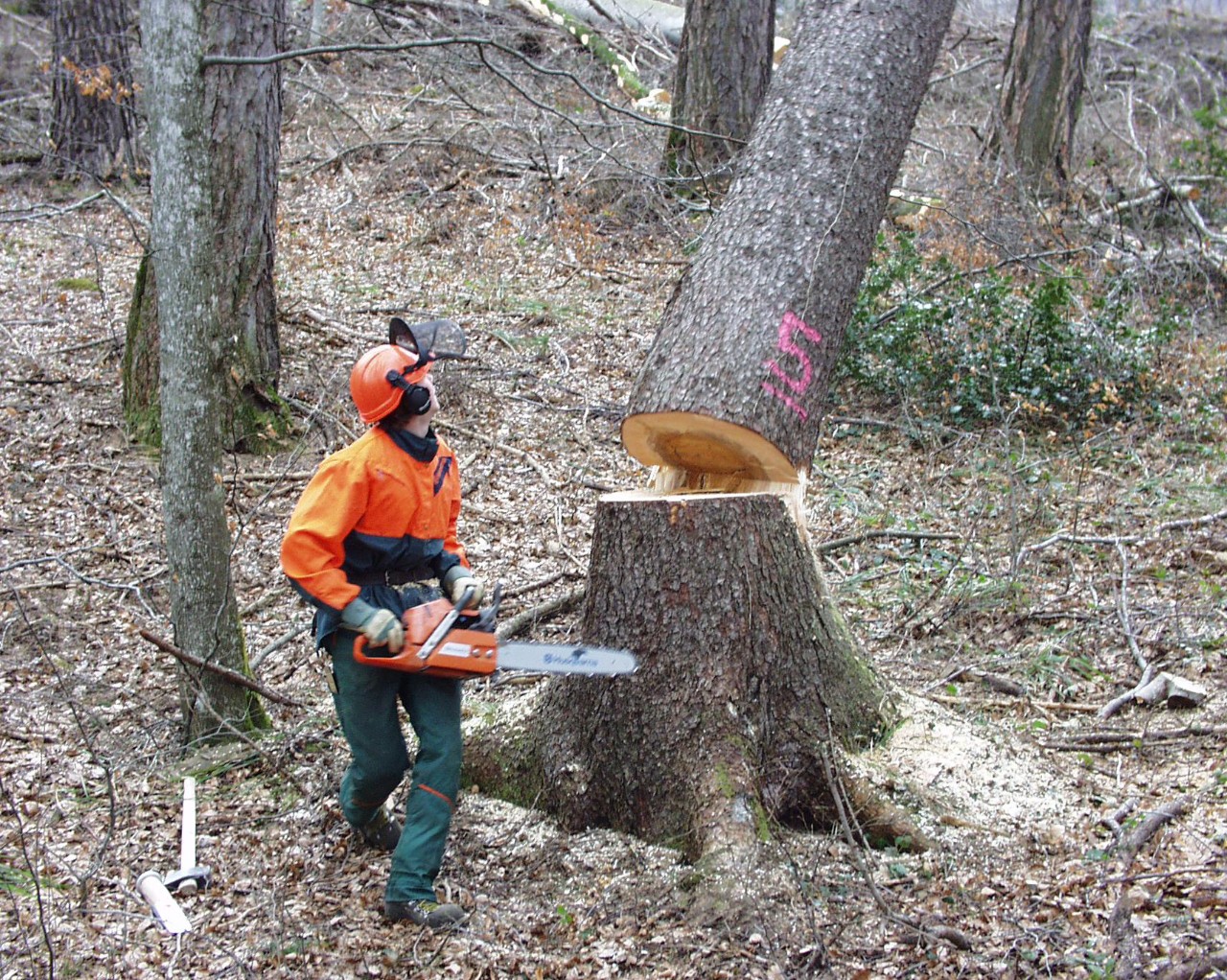Bei Arbeiten im Wald ereignen sich immer wieder Unfälle von nicht ausgebildeten Personen. Zur Verbesserung der Arbeitssicherheit wurde mit dem Nachtrag zur Waldgesetzgebung eine minimale Ausbildung für Holzerntearbeiten vorgeschrieben.