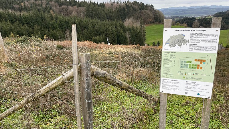 Wie können die Waldfunktionen auch in einem veränderten Klima sichergestellt werden? Im Jahr 2024 erfolgte Testpflanzungen sollen dafür neue Erkenntnisse liefern.